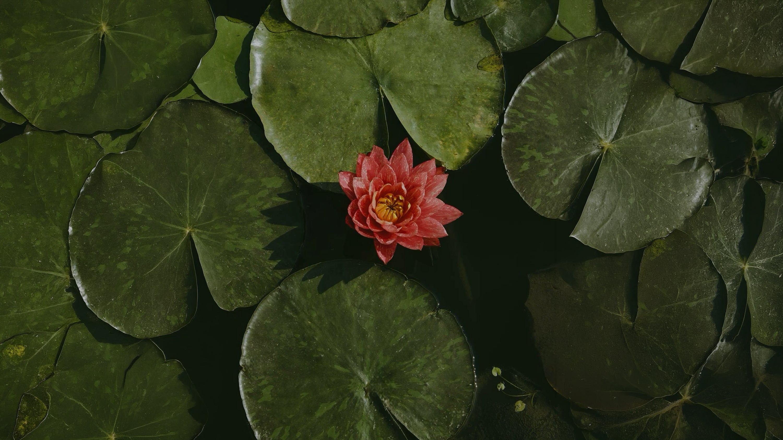 ⁠Lotus