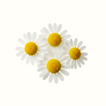 Chamomile Hydrosol