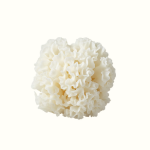 Tremella Mushroom