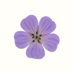 Manjistha (Indian Madder)