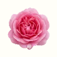 Steam-Distilled Rose Hydrosol