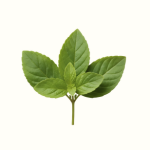 Holy Basil (Tulsi)