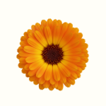 Calendula Petals