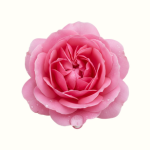 Rose Water