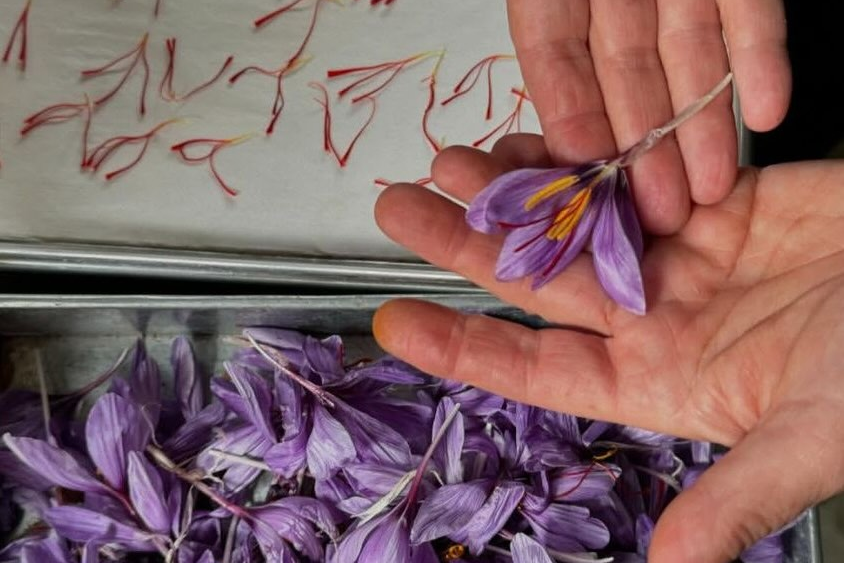 Saffron Serum